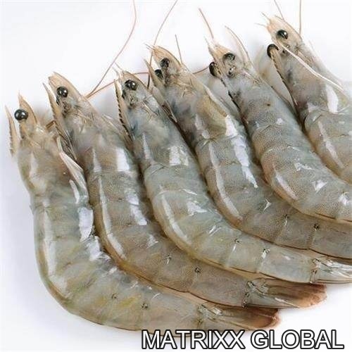 Shrimp Vannamei